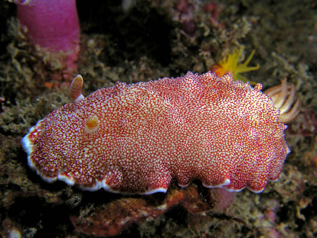 Chromodoris reticulata